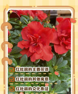 红色杜鹃花语是什么