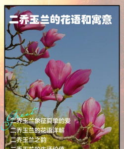 .二乔木兰什么意思