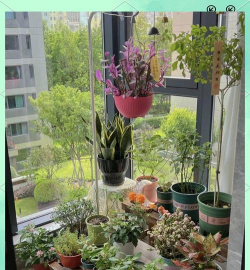 家庭养花用生根粉