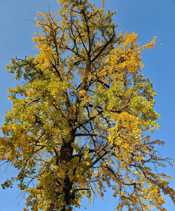 叶子黄黄的是什么树