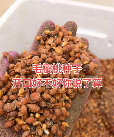 毛樱桃种子怎么播种