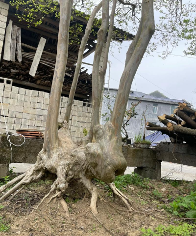 什么树都能嫁接紫薇吗