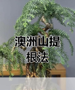 澳洲山盆景怎么培育