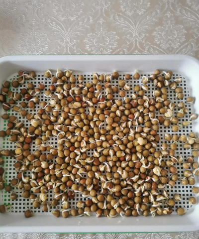 豌豆苗用什么水培