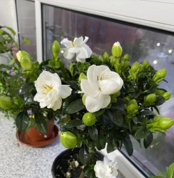 家庭养花用生根粉