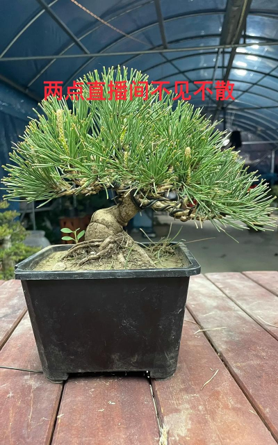 黑松盆景怎么控短针