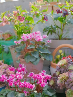 家庭养花用生根粉