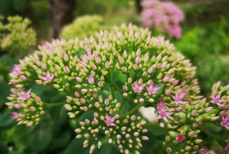 景天的花什么样
