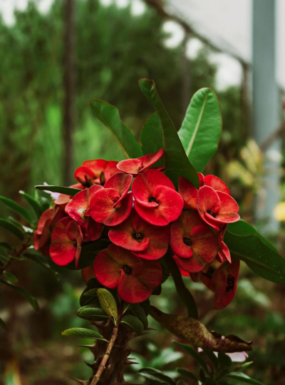 虎刺梅又叫什么花