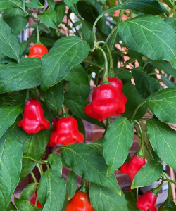 观赏椒长什么样子