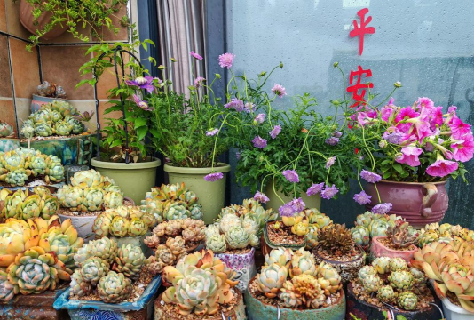 家庭养花用生根粉