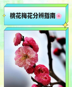 为什么桃花冬天开花