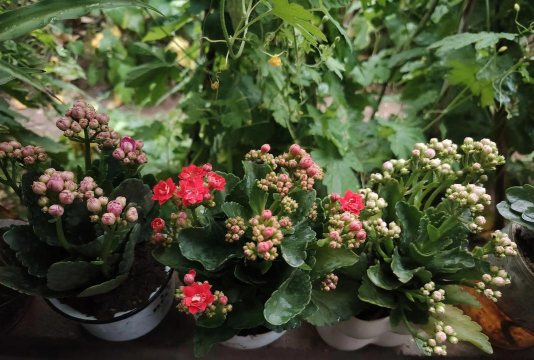 养花不拍花相当白养花