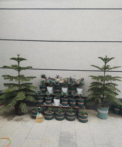 家庭养花用生根粉