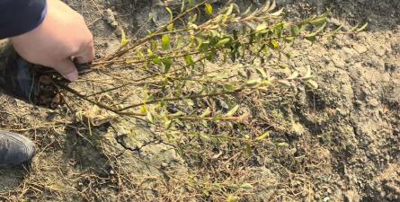 家庭养花用生根粉