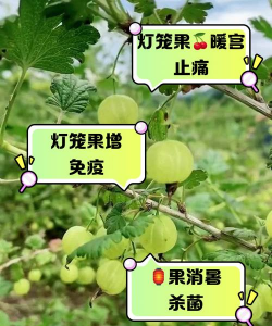 灯笼果的寓意是什么