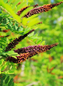 全身是宝的紫穗槐