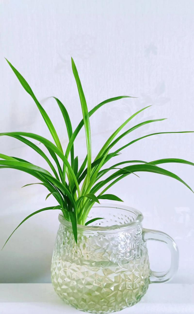 青叶吊兰用什么水浇水