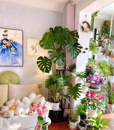 家庭养花用生根粉