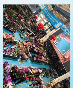 家庭养花用生根粉