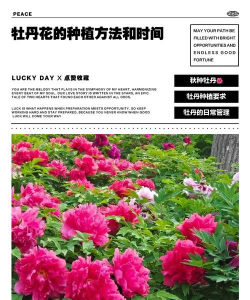 浙江什么时候种牡丹