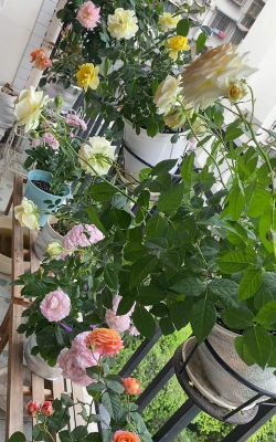 家庭养花用生根粉