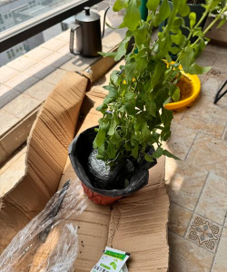 家庭养花用生根粉