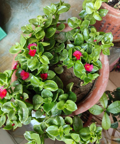 红心吊兰用什么土好