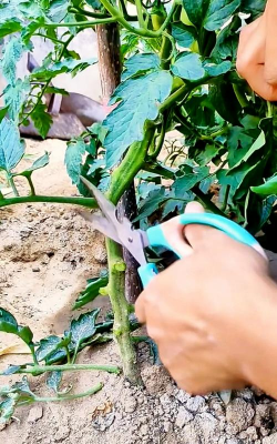 家庭养花用生根粉