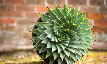 多叶芦荟用什么盆栽