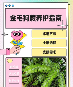 金毛蕨怎么保湿