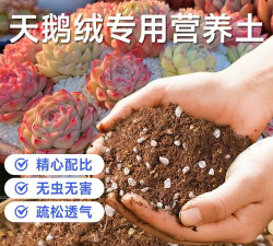 家庭养花用生根粉