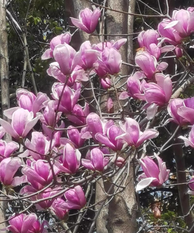 为什么红玉兰不开花