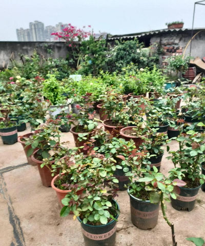 家庭养花用生根粉