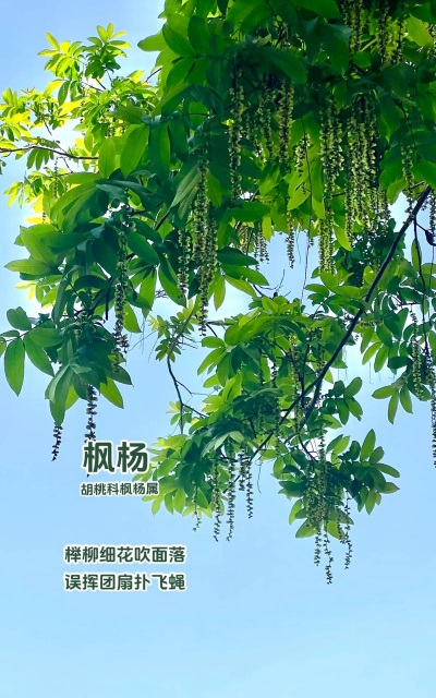 枫杨和什么植物搭配