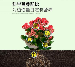 家庭养花用生根粉