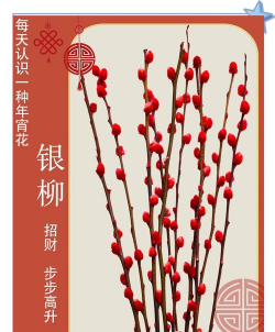 过年放什么花旺财