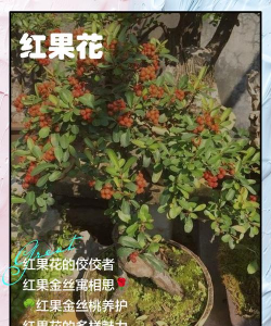 红果花叫什么名字