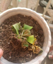 虎刺梅花苞枯萎怎么