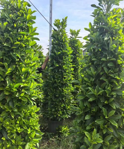 非洲茉莉是什么科植物