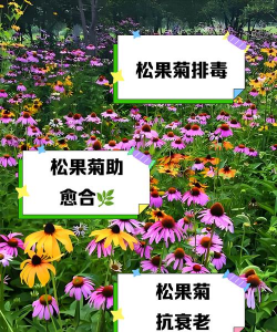 松果菊怎么弄