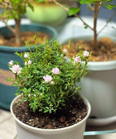 家庭养花用生根粉