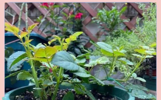 家庭养花用生根粉