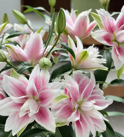 家庭养花用生根粉