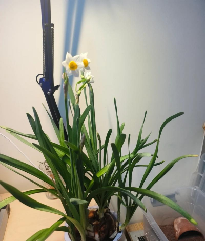 南美水仙为什么不开花