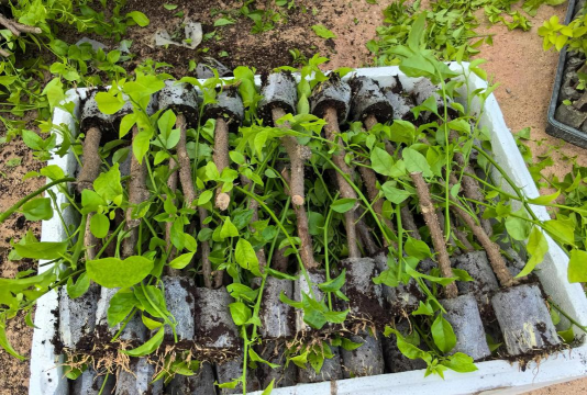 家庭养花用生根粉