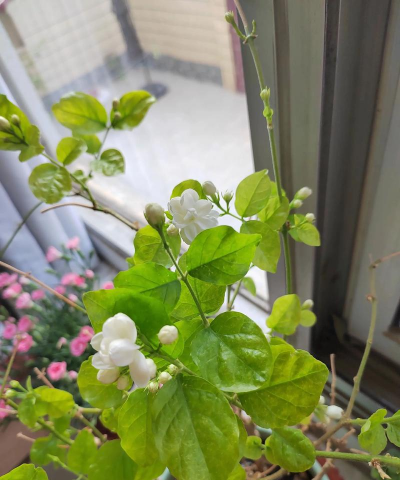 家庭养花用生根粉