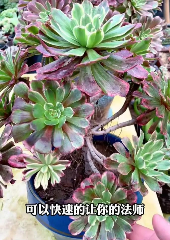 家庭养花用生根粉