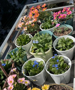 家庭养花用生根粉