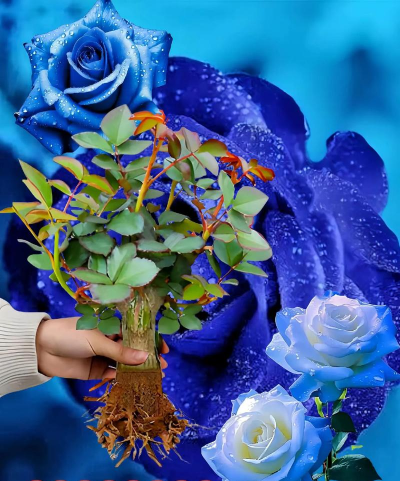 家庭养花用生根粉